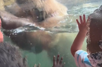Drama v živalskem vrtu. Otroci so kričali: Ne, ne, ne! #video