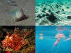 Jadransko morje, ribe, ribiše, živali