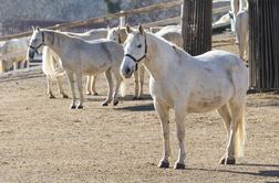 Kobilarna Lipica bo s prodajo konj zaslužila 173 tisočakov