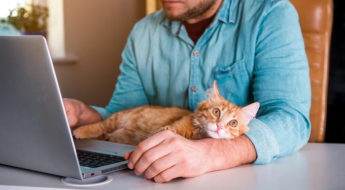 računalnik mačka delo od doma študij pisarna | Foto: Shutterstock