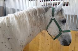 Kobilarna Lipica ne odgovarja na klice kupcev, prodaja konj ustavljena?