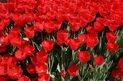 Na sprehod med dišeče tulipane, vrtnice in alpske cvetlice