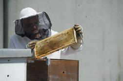 Virtualna čebelja varuška