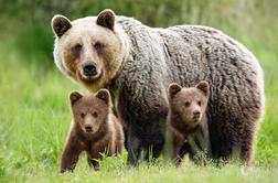 Do začasne ustavitve odstrela lovci iz narave odvzeli 180 medvedov