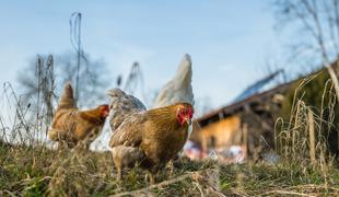 Primer ptičje gripe v Sloveniji: kokoši usmrtili, opremo uničili
