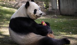 Živali v ljubljanskem živalskem vrtu se hladijo s sladoledom