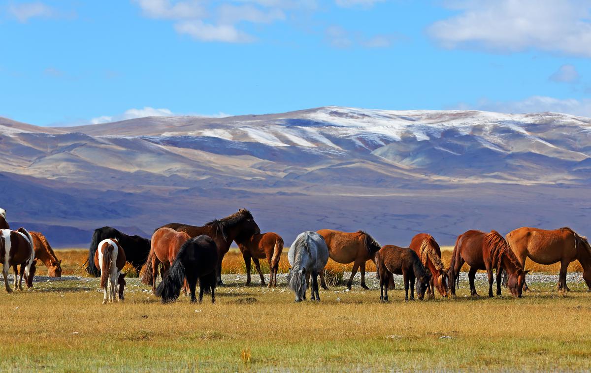 Mongolija | Foto Shutterstock
