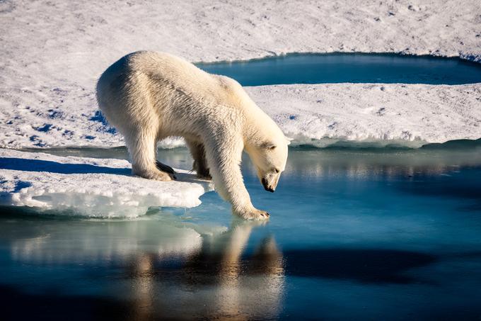 Rusija, Danska in Kanada so na Združene narode že naslovile zahtevo po ozemeljski suverenosti nad Arktiko. | Foto: Getty Images