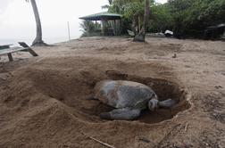 Rešena želva še več tednov izločala plastiko