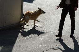 V Tržiču spopad treh psov, v Kropi pes napadel mimoidočega