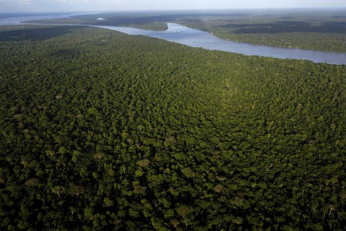 Amazonski deževni pragozd velja za pljuča Evrope. Njegovo izsekavanje financira tudi trgovina z mamili. | Foto: Guliverimage