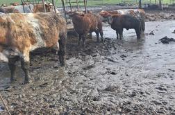 Uprava pri odvzemu goveda ugotovila kršitve zakonodaje