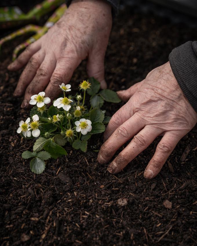 OBI, vrtnarska manikura | Foto: OBI