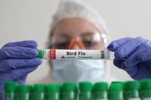 ptičja gripa