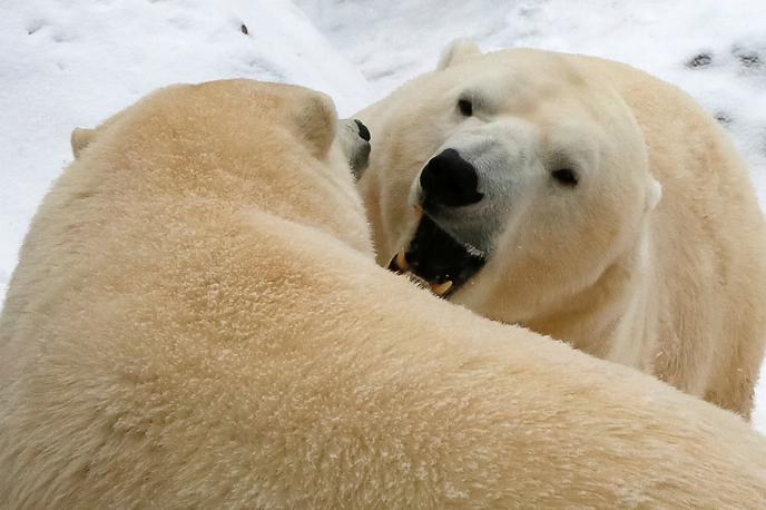 Severni medved | Pred invazijo severnih medvedov na ruskem arktičnem otočju bo ljudem odslej pomagala tudi vojska. | Foto Reuters