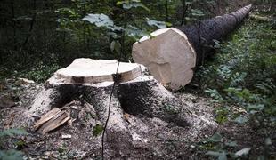 Gozdno gospodarstvo Postojna: Nismo krivi za izkoriščanje delavcev