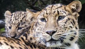 Svet je bogatejši za dva amurska leoparda