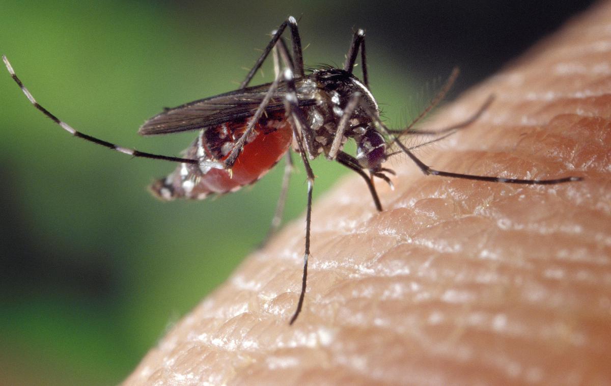 tigrasti komar | Jug Francije se že več let spopada s tigrastimi komarji.  | Foto Pixabay