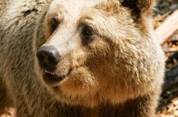 Lovcem dovoljenje za odstrel 115 medvedov