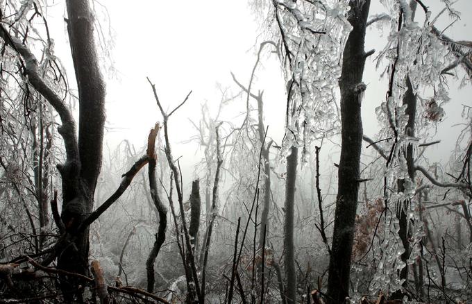 Prizadeta je bila več kot polovica slovenskih gozdov, poškodovanih je bilo približno devet milijonov kubičnih metrov lesa – 34 odstotkov iglavcev in 66 odstotkov listavcev. | Foto: STA