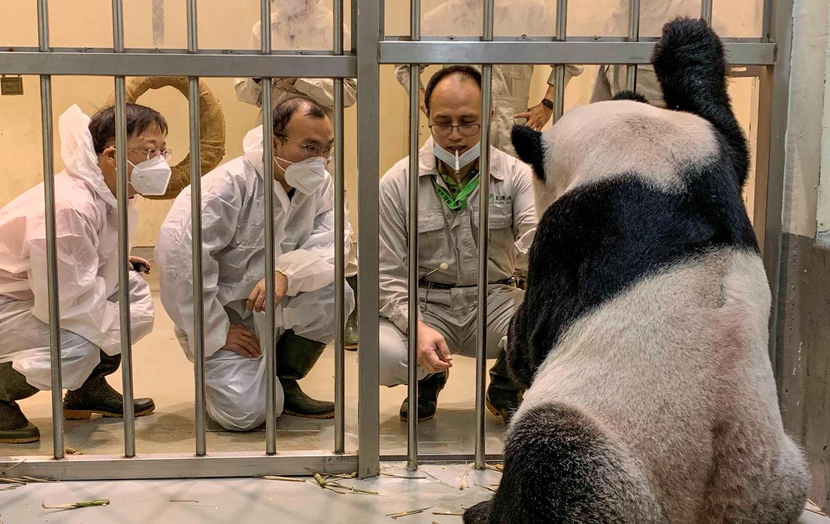Tuan Tuan | Osemnajstletnega pando je Peking Taipeiju skupaj s partnerko za parjenje Yuan Yuan podaril konec leta 2008. | Foto Reuters