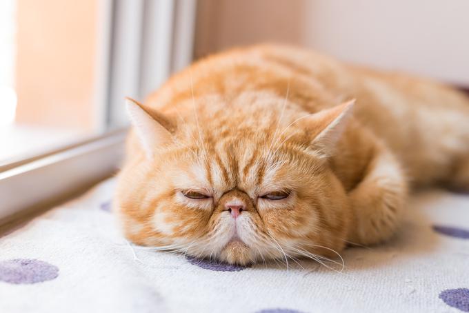 eksotična kratkodlaka mačka | Foto: Shutterstock