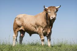 Kmetu ukradli bika in ga zaklali