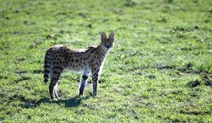 Okoli Slovenskih Konjic se sprehaja afriška divja mačka