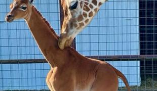 Izjemno redek pojav: skotila se je žirafa brez lis #video