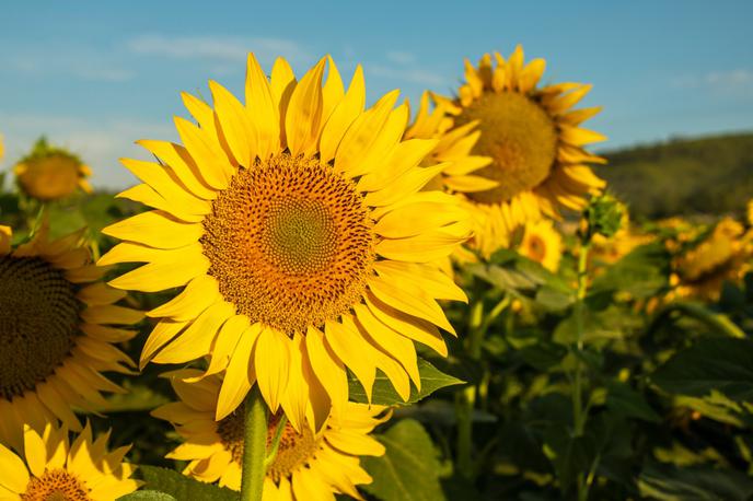 sončnica | V lanskem letu je bilo s sončnicami posejanih okrog 20 hektarov polj v spodnjem delu Vipavske doline, zanimanja za tovrstno pridelavo pa je vse več.  | Foto Shutterstock
