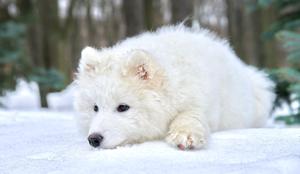 Snežni lepotci iz Sibirije
