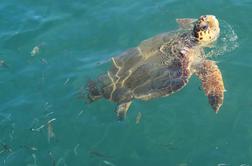 Velikanska želva na Hrvaškem napadla več kopalcev