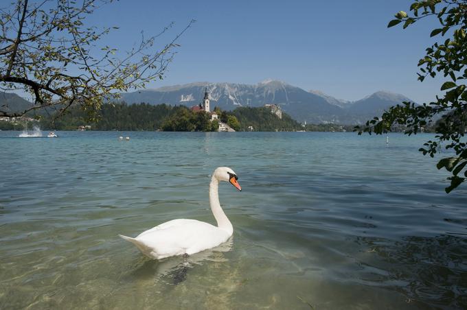 Seveda bi obiskal tudi Bled. | Foto: Reuters