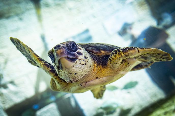 Glavate želve | Trenutno v oskrbi Aquariuma Pula okreva pet glavatih želv različnih velikosti in starosti z različnimi poškodbami, ki jim jih je hote ali nehote povzročil človek. | Foto Ana Kovač