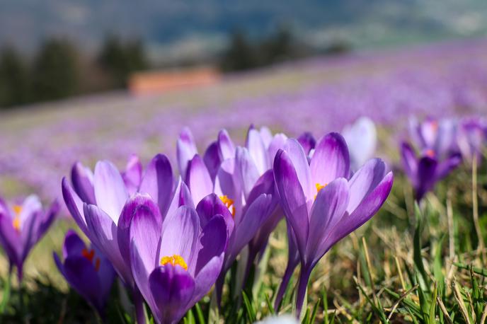 žafrani Mrzli Vrh Žiri | Nad samotnimi kmetijami Mrzlega vrha v drugi polovici marca vijolična preproga žafranov | Foto Matej Podgoršek