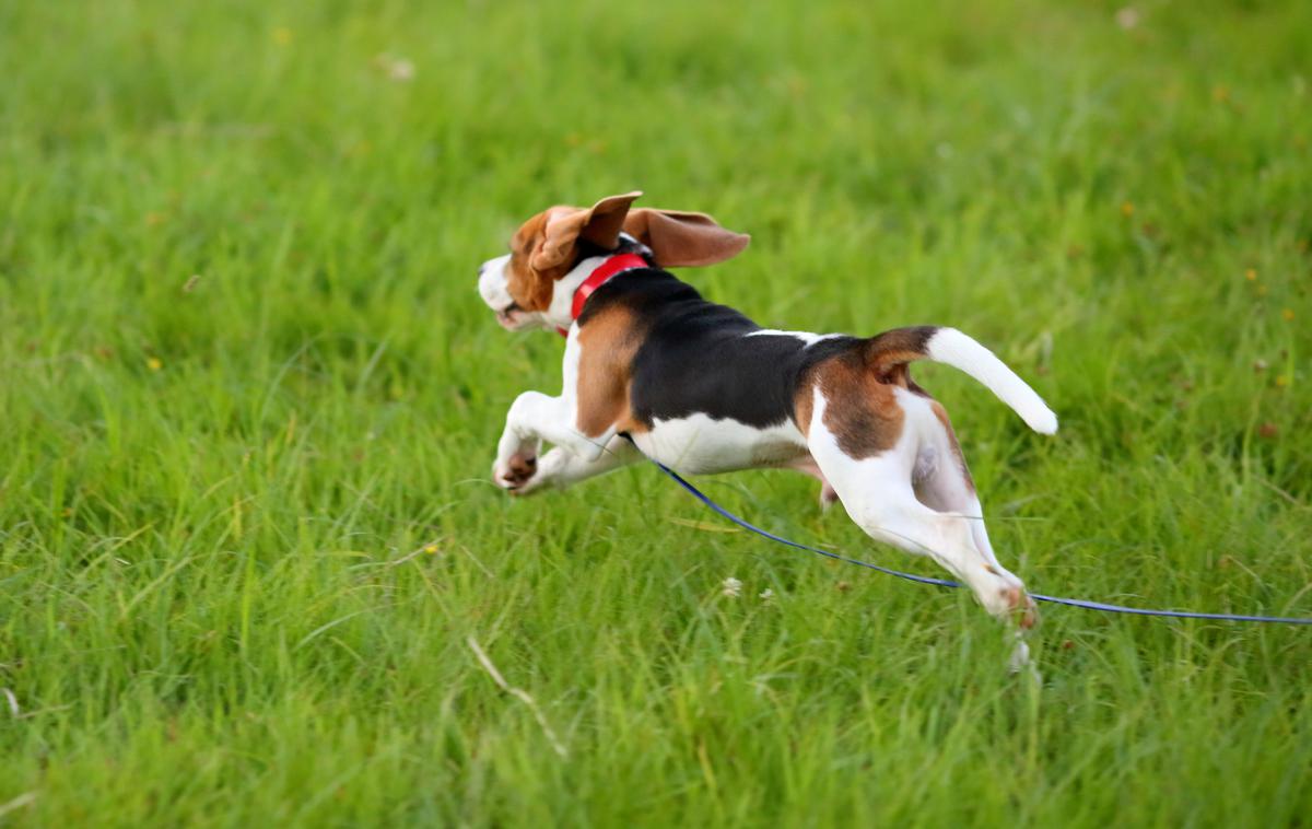 Pes. Kuža | Psi potrebujejo redne izzive in naloge, da ostanejo srečni. | Foto Shutterstock