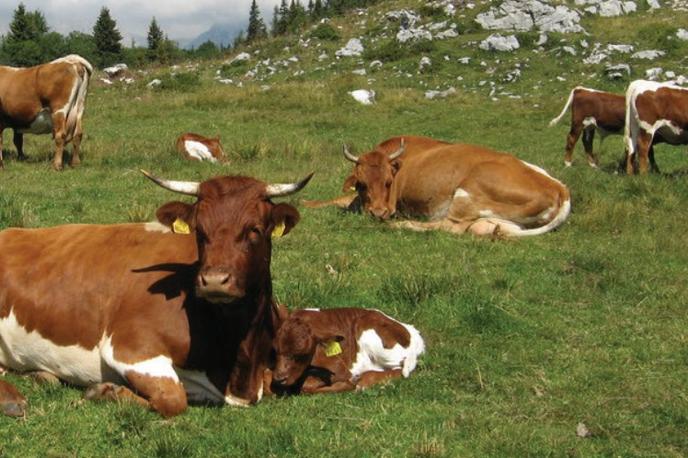 Cikasto govedo | Mleko krav cik ima več beljakovin in maščob. | Foto Getty Images