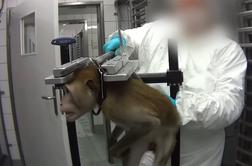 Razkrito hudo mučenje živali: opice priklenili za vratove, psi umirali v mlakah krvi #foto #video