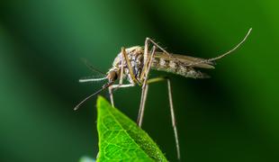 Kako učinkovito pregnati komarje?