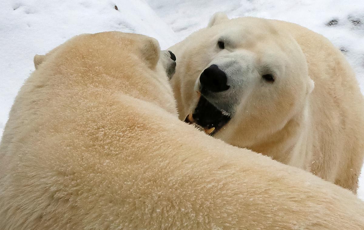 Severni medved | Pred invazijo severnih medvedov na ruskem arktičnem otočju bo ljudem odslej pomagala tudi vojska. | Foto Reuters
