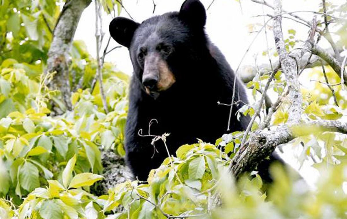 črni medved | Moški in medved sta doživela bližnje srečanje ter le nemo strmela drug v drugega. (Fotografija je simbolična.) | Foto Reuters