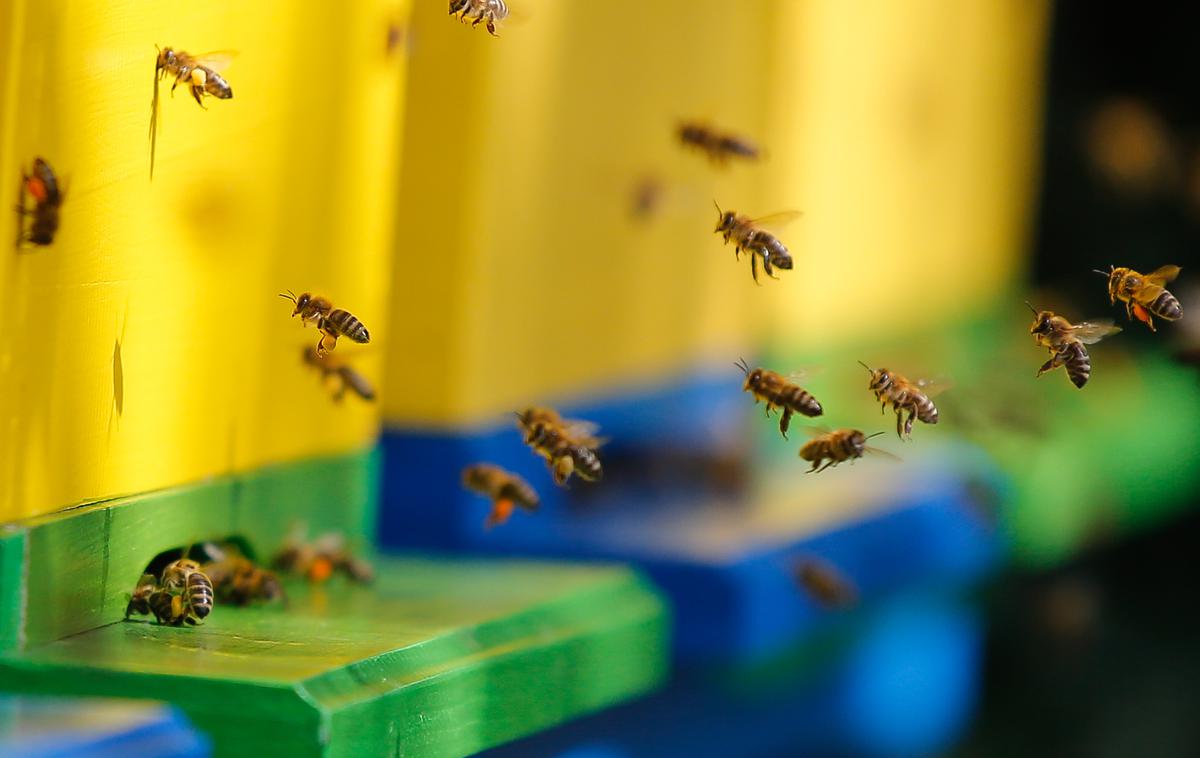čebele | Foto STA
