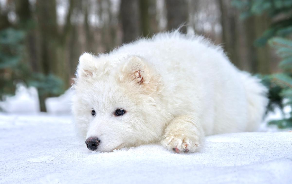 samojed, pes |  Videz samojeda je harmonična kombinacija elegance in funkcionalnosti. | Foto Shutterstock