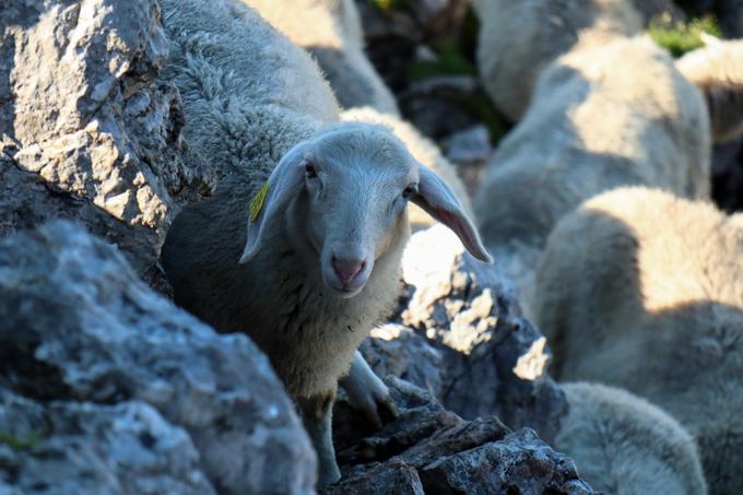 Pod vrhom nas pozdravijo ovce. | Foto: Matej Podgoršek