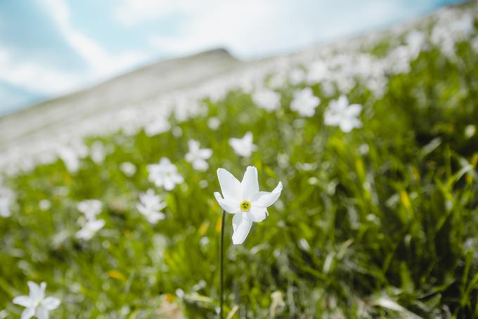 Golica je med zaradi rastišč vrtnic med planinci najbolj priljubljena v mesecu maju, letos pa se je naval zaradi slabega vremena prestavil na junij. | Foto: Jan Lukanović