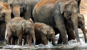 Bocvana grozi Nemčiji, da ji bo podarila 20 tisoč slonov