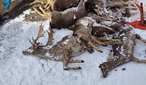 Veterinarka objavila grozljive posnetke: potepuška psa poklala 22 jelenov