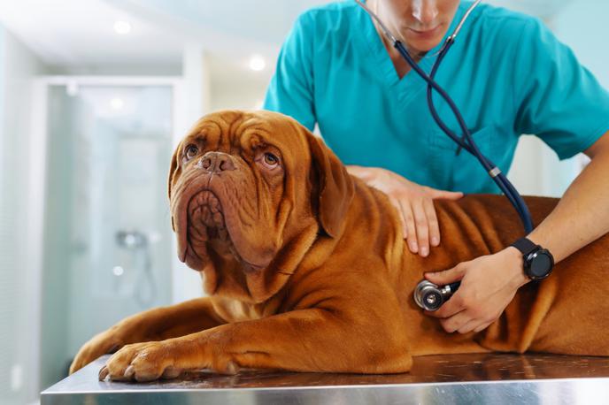 kužek, pes, bolezen srca, veterinar | Med najpogostejšimi boleznimi srca pri psih je povečanje srčne mišice. | Foto Shutterstock