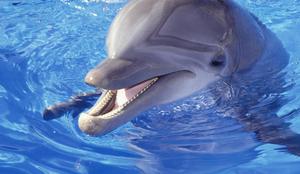 Hrvati bi v Piranskem zalivu zgradili delfinarij