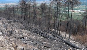 Na Krasu s pogozdovanjem pospešujejo obnovo gozda po požaru